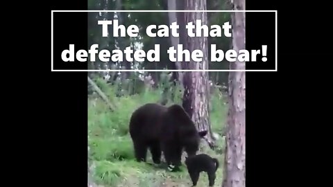 The cat that defeated the bear!