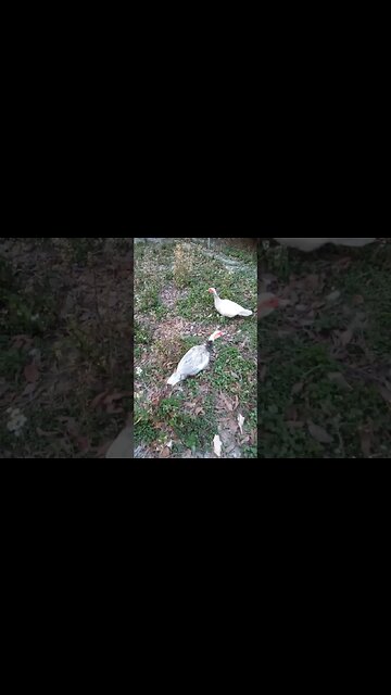 Good Morning Muscovy Ducks #ducks #muscovyducks