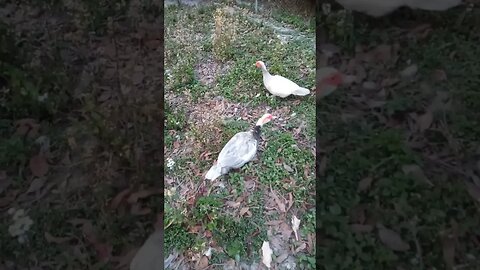 Good Morning Muscovy Ducks #ducks #muscovyducks
