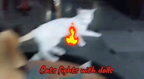 Cat fight compilation #2024|Why do cats fight| funny Cats Videos#Funny Pets videos #Cats#shorts