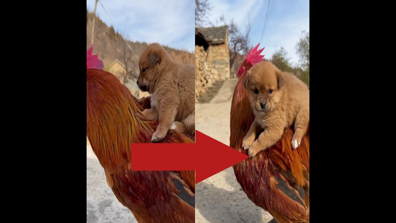 Cute Dog riding on chicken | dog and chicken | funny video