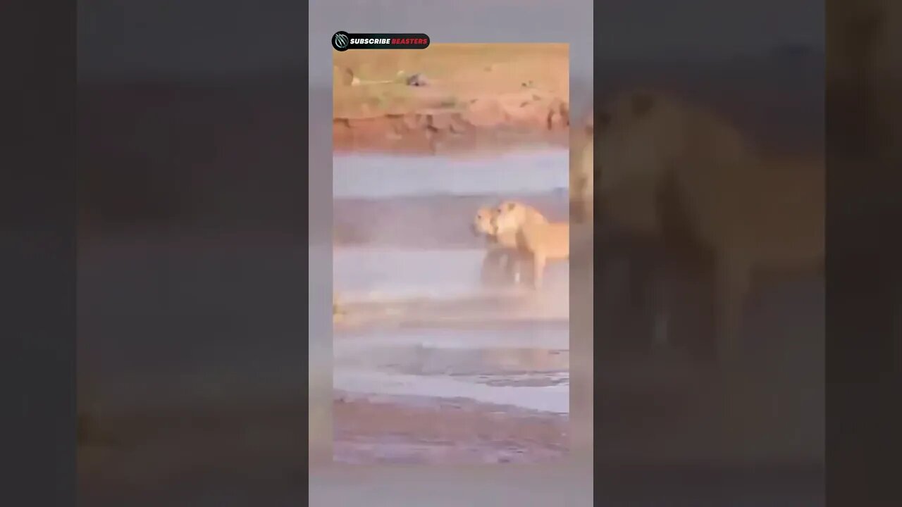 Pride Lions VS Crocodile #shorts #animals