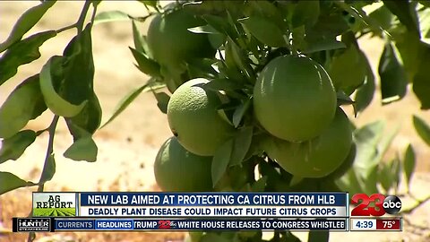 Ag Report: New state-of-the-art lab in Riverside set to battle citrus plant disease HLB