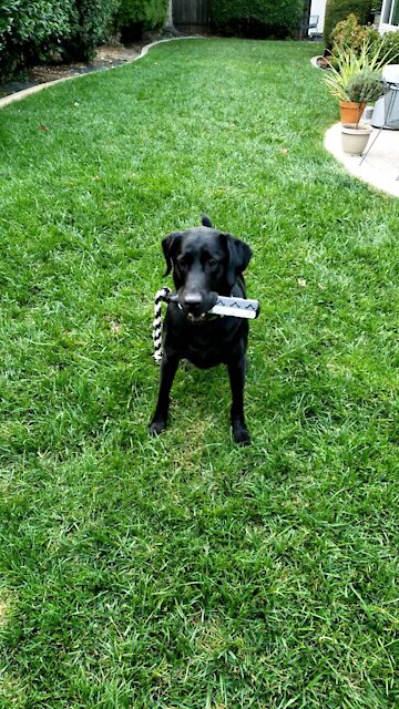 The Intensity of this Labrador is Amazing!!