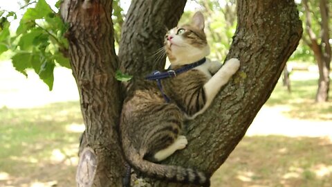 Evil Birds Tease the Poor Cat in the Tree