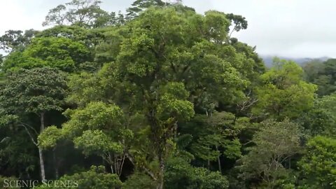 The world's largest tropical rainforest 13