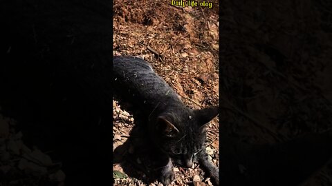 oh my cat its body is quite dirty covered in dirt