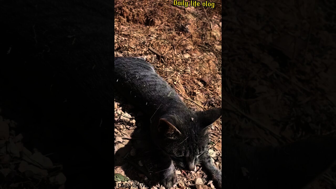oh my cat its body is quite dirty covered in dirt