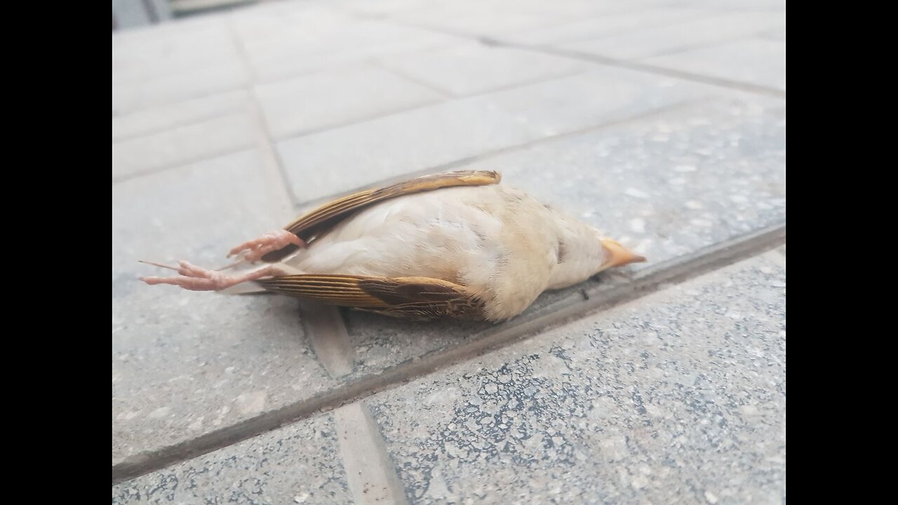 cute bird just found dead infront of my gate...