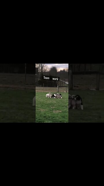 Team work ! 🐕😹😹😹 #shorts #viral #subscribe #shortvideo #reels #lol #funny #viralreels #dog