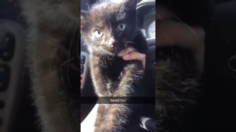 Stray Cat's Life Saved !!