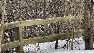 Cardinals James Gardens Toronto 3