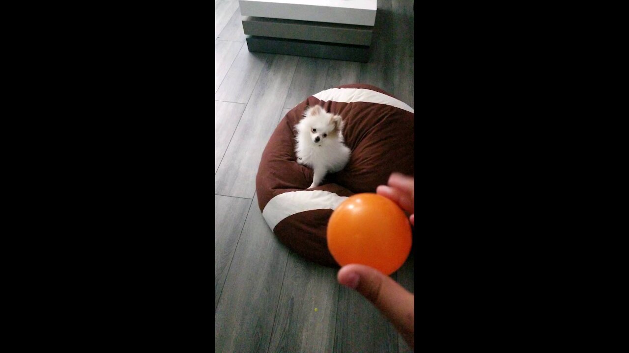 Puppy vs ball