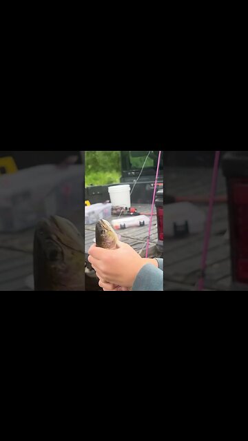 4th of July trout fishin’ in ALASKA! Happy 4th everyone! ❤️🤍🇺🇸 #Shorts #HomeFreeAlaska #Alaska