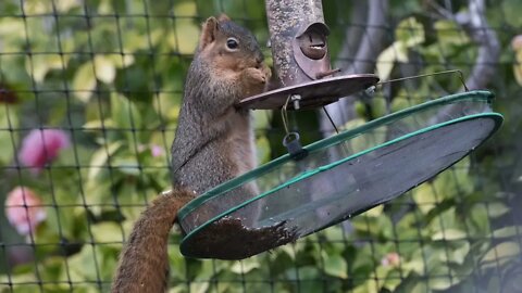 The Squirrel, the Physicist and the Bird Feeder