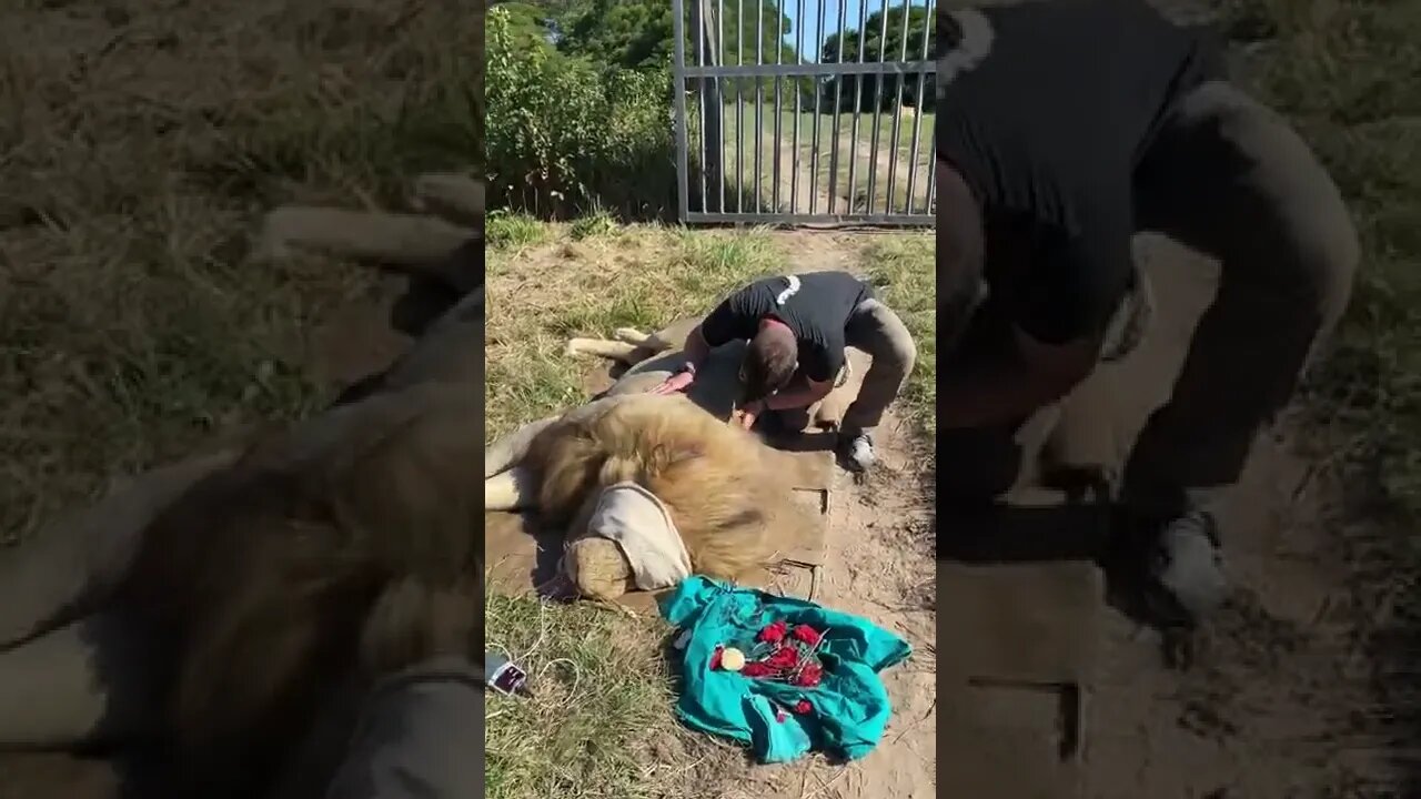 Doc adjustment a South African Lion (Part ONE)