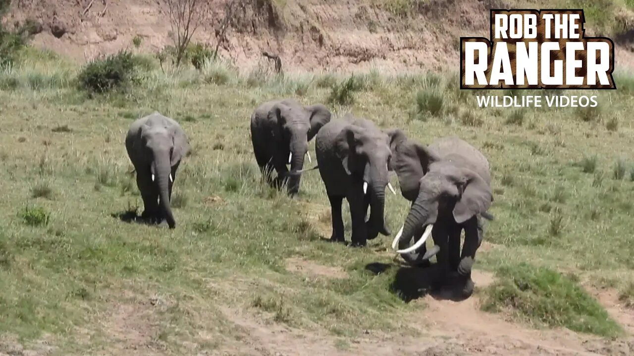 Elephants At The River | Lalashe Maasai Mara Safari