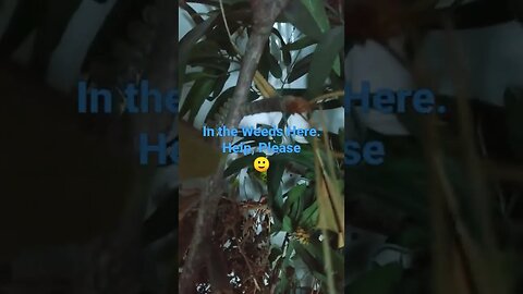 in the Weeds. help me, please 🥺