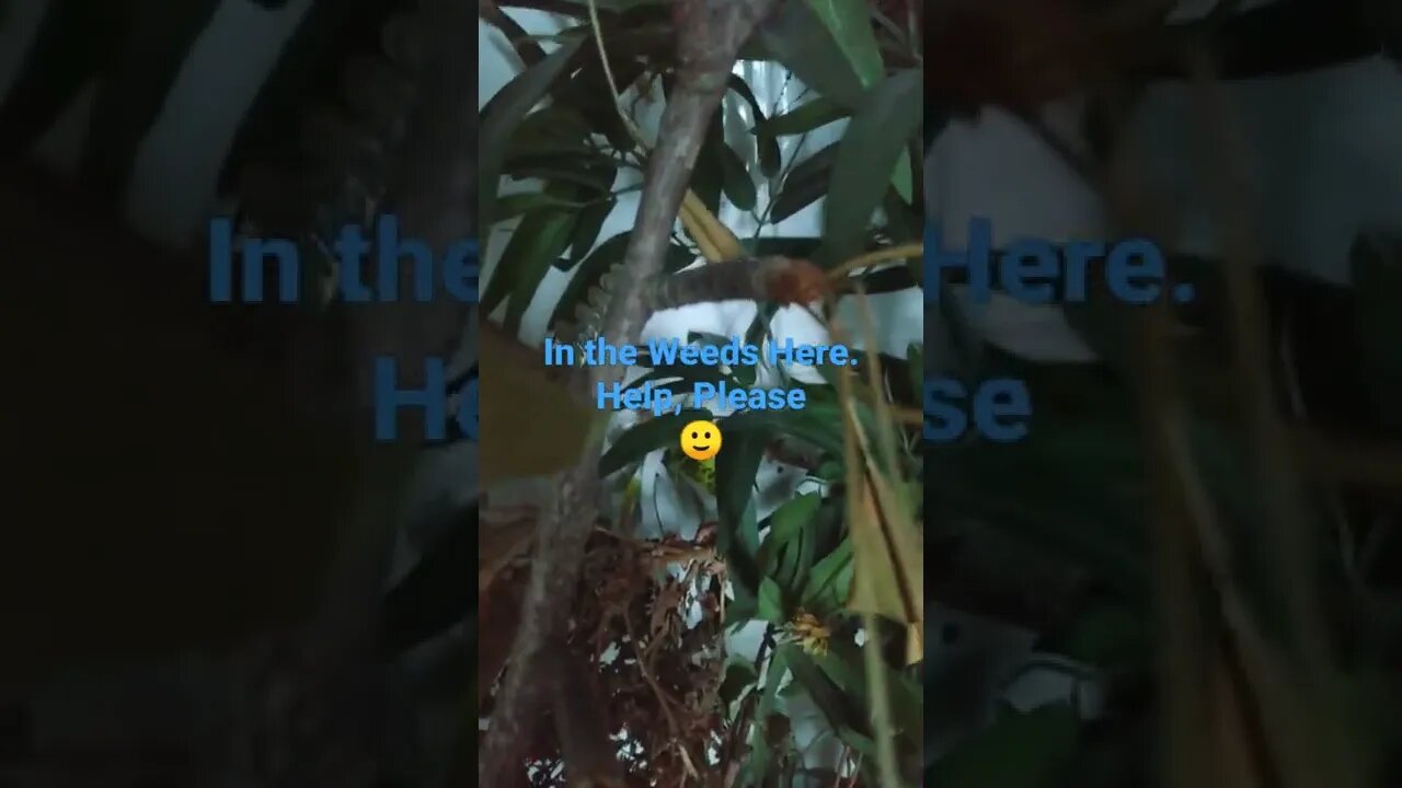 in the Weeds. help me, please 🥺