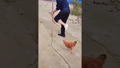 Hen makes fun of the farmer #shorts #shortsfeed #clips #shortvideo