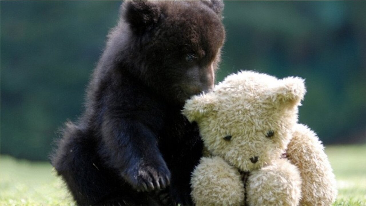 Baby Bear Cubs Playing - An Adorable Compilation.