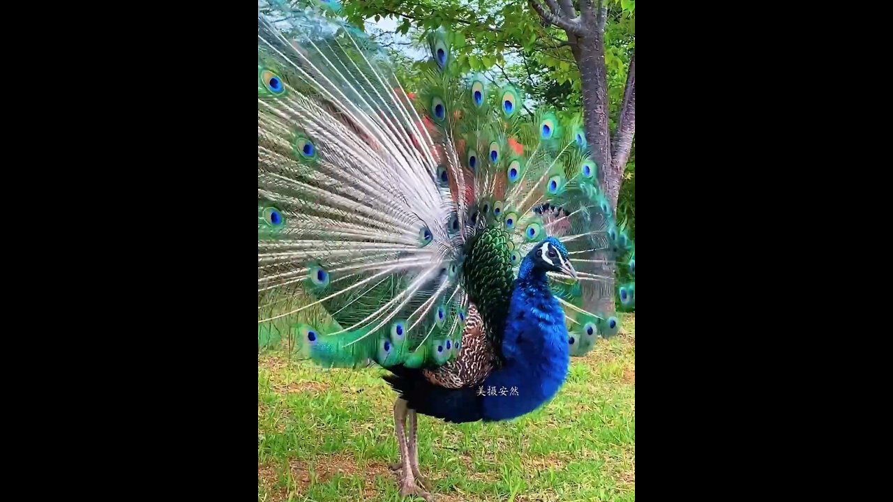 Peacock opening||||#peacock opening #peacockopening