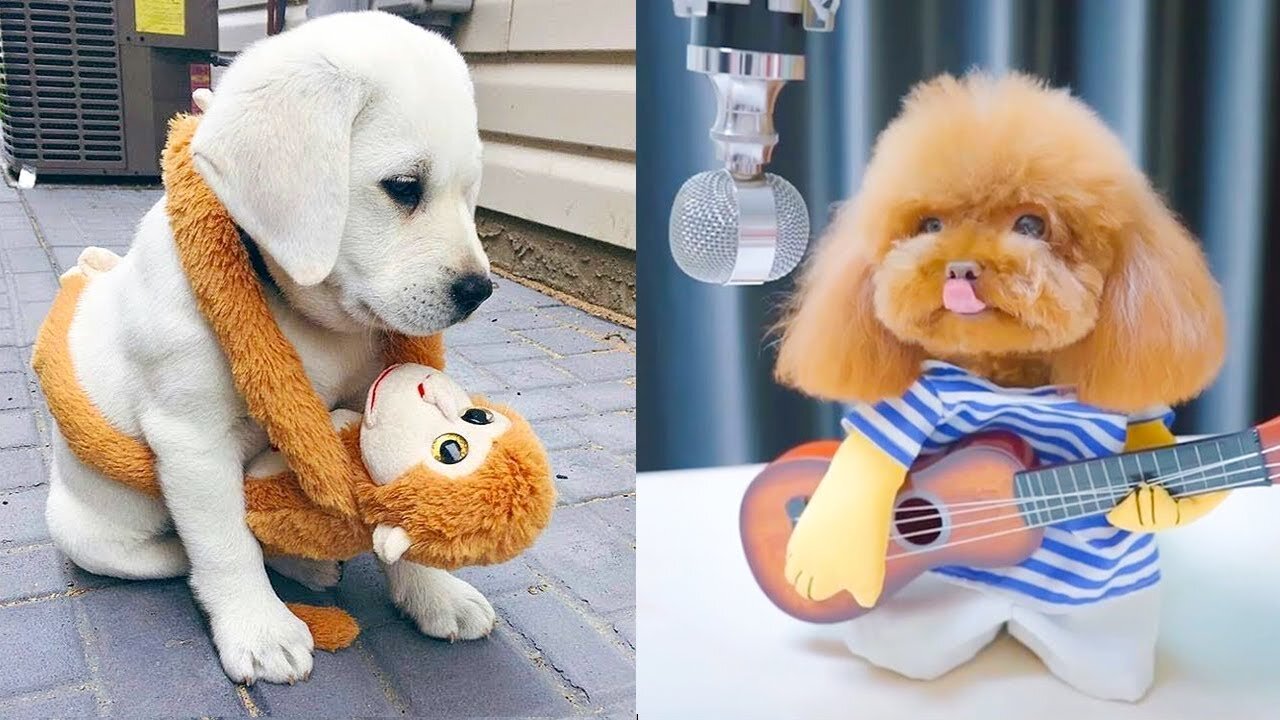 Baby Dogs - Cute and Funny Dog Videos Compilation Aww Animals in 2021