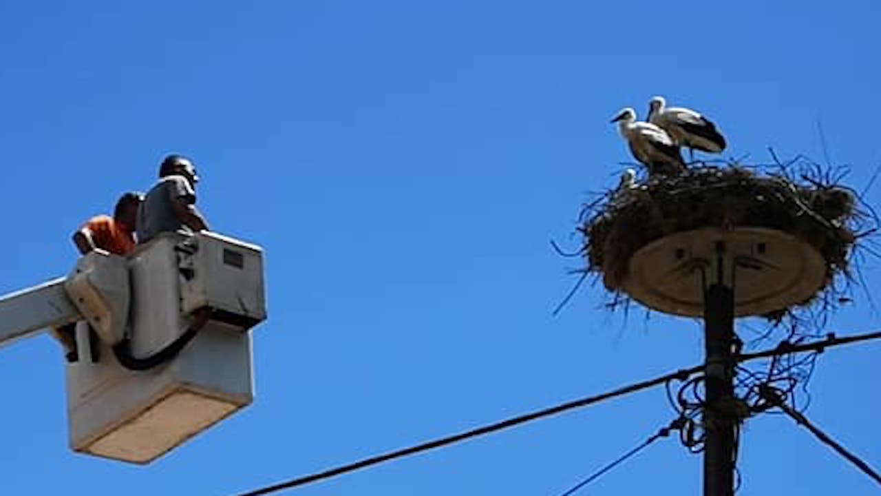 Five Baby Storks are Starving After Losing Their Parents