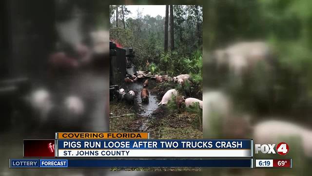 Loose pigs wander near interstate in Florida following crash