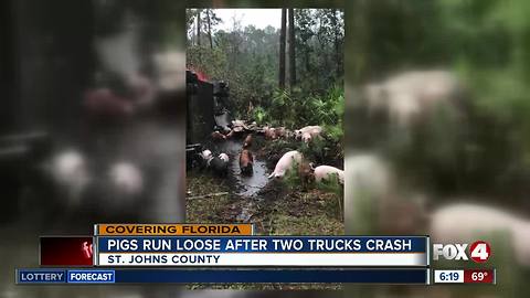 Loose pigs wander near interstate in Florida following crash