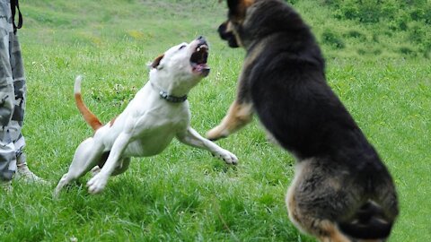 German Shepherd Attacks Pitbull in Public Park