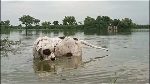 Indian Big Bully Dog #india