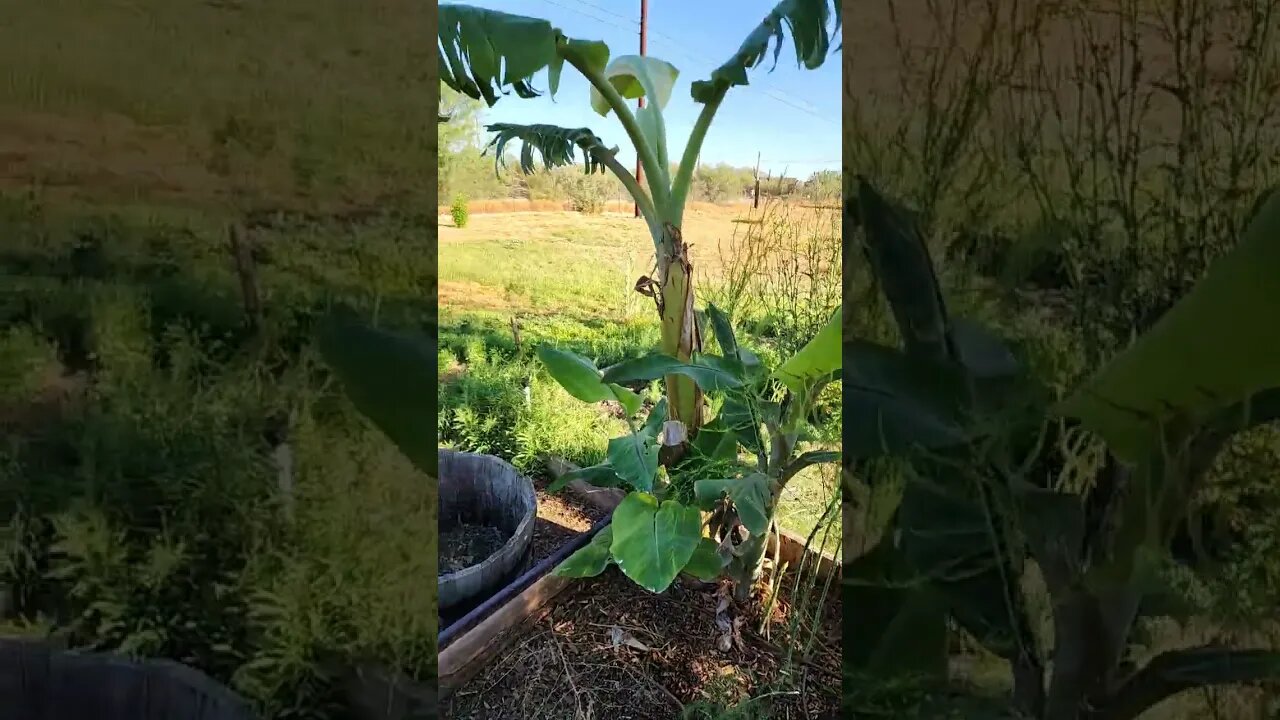 Banana trees!