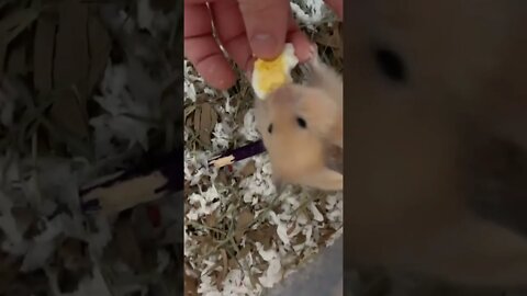 #short #shorts #cute #hamster #eating