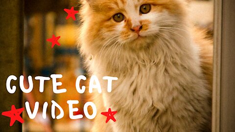 #The_Loveliest_Animals cute cat, funny cat, cute and funny cat video, cats, so cute cat , #cutecats