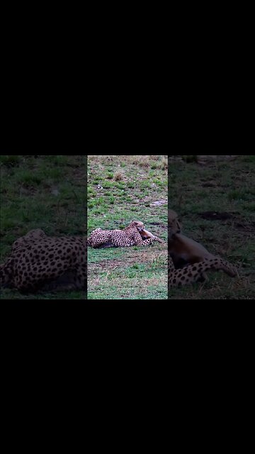 Cheetah Subduing A Big Impala #shorts | #ShortsAfrica