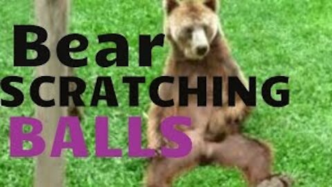 Bear scratching balls 😅😀