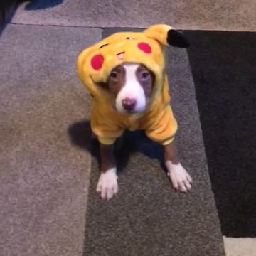 Funny Dog Falls Asleep In Pikachu Costume
