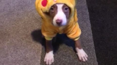 Funny Dog Falls Asleep In Pikachu Costume