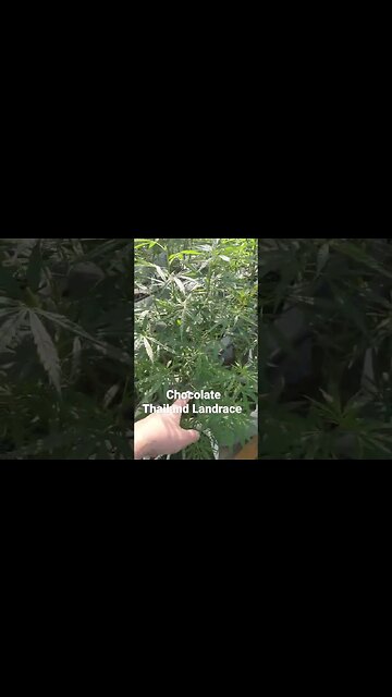 Chocolate Thailand Landrace 2 different Cultivars enjoy. Thai Dream & Thai Paradise