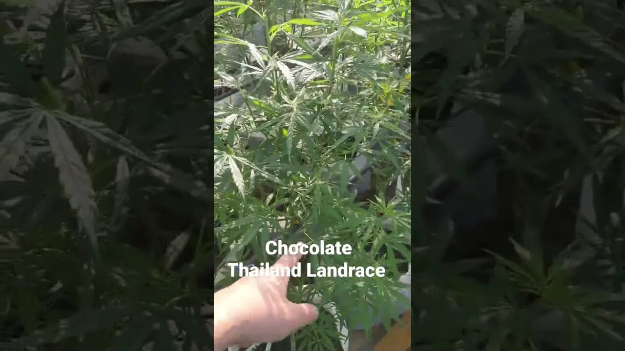 Chocolate Thailand Landrace 2 different Cultivars enjoy. Thai Dream & Thai Paradise