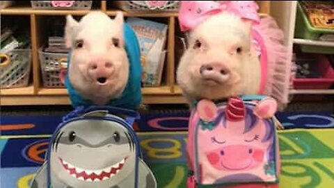 Ces bébés cochons vont à l'école, cartable au dos !