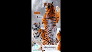 Tigers: English-to-Russian #shorts