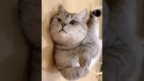 CAT VIDEO