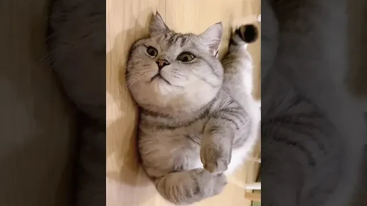 CAT VIDEO