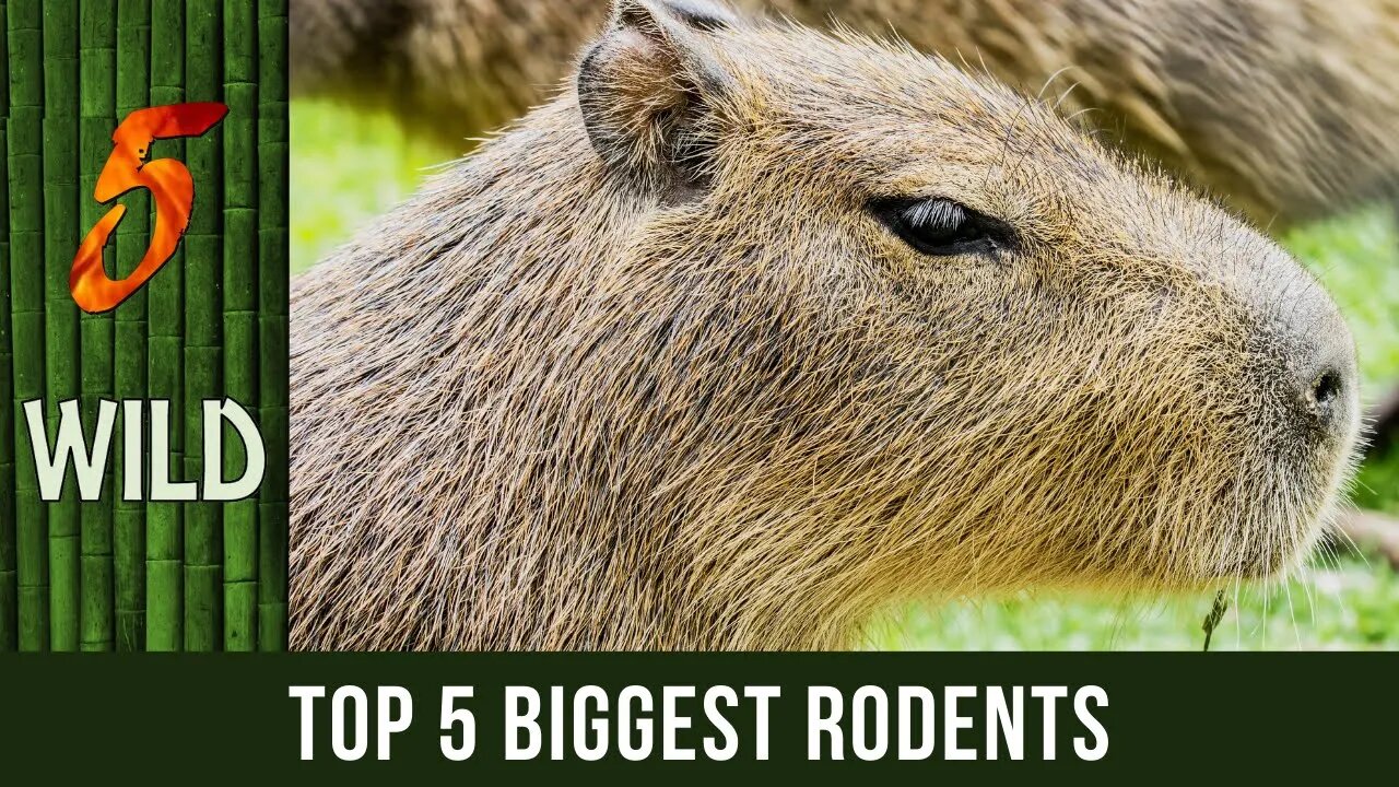 Top 5 Biggest Rodents In The World | 5 WILD