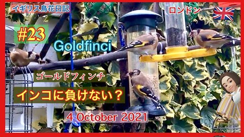 【鳥観察#23】ゴールドフィンチVSインコ/ブルーティットがかごに入る？ /ゴールドフィンチご一行様/Goldfinci