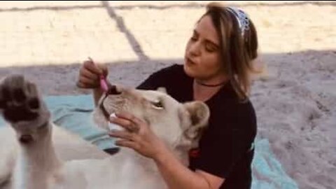 Friendly lioness drops in for tea