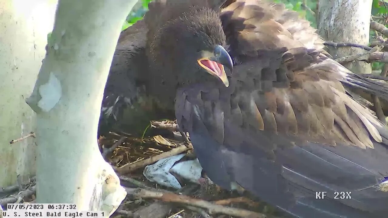 USS Bald Eagle Cam 1 7-5-23 @ 6:34 am Claire brings in fish for Hop