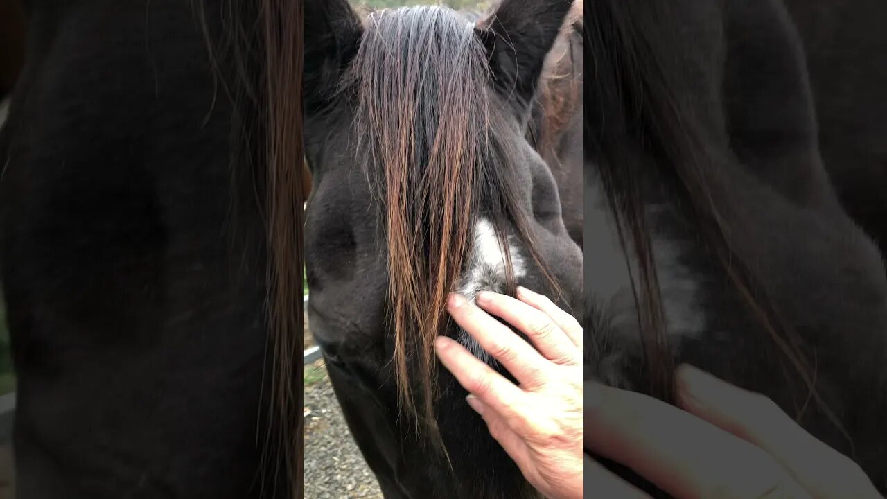 A little visit with our first rescue horse Cleo.